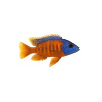 FISCH Zierfisch Aulonocara Mix Colour 6-7cm