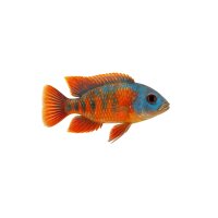 FISCH Zierfisch Aulonacara Mix Colour 7-9cm