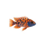 FISCH Zierfisch Aulonocara sp.Calico DNZ 6-7