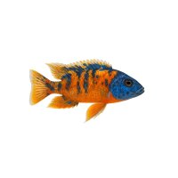 FISCH Zierfisch Aulonocara sp. Calico DNZ 7-9