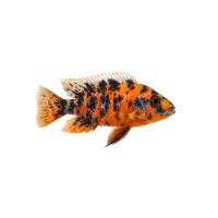 FISCH Zierfisch Aulonocara sp. Calico DNZ10-12
