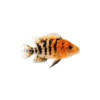 FISCH Zierfisch Calico Kaiserbuntbarsch DNZ4-5