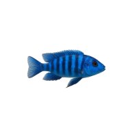 FISCH Zierfisch Azur Cichlide DNZ 8-10