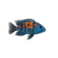 FISCH Zierfisch Calico Azur Cichlide 6-7