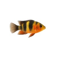 FISCH Zierfisch Tricolor / Multicolor Ahli DNZ 10-12cm