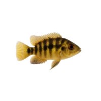 FISCH Zierfisch Streifen Augenfleckbuntbarsch DNZ 6-7cm