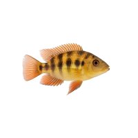 FISCH Zierfisch Augenfleckbuntbarsch DNZ 4-5