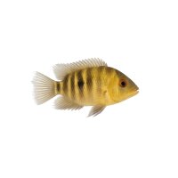 FISCH Zierfisch Maulbrütender Augenfleckbb. 12-15cm...