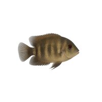 FISCH Zierfisch Uaru amphiacanthoides DNZ 8-9