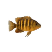 FISCH Zierfisch Flaggenbuntbarsch DNZ 4-5 (Festivum)