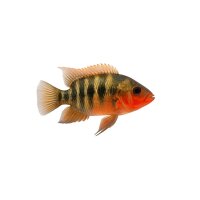 FISCH Zierfisch Feuermaulbuntbarsch DNZ 7-8 (Rio Candelaria)