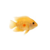 FISCH Zierfisch Heros severum Gold Red Spot 5cm DNZ