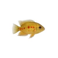 FISCH Zierfisch Gold Red Spot Heros Showsize