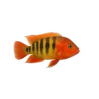 FISCH Zierfisch Cichlasoma festae DNZ 8-10