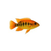 FISCH Zierfisch Regenbogen-Cichlide DNZ 5-7 (Top Orange)
