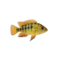 FISCH Zierfisch Salvins Buntbarsch DNZ 5-7