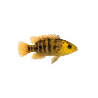 FISCH Zierfisch Schwefelkopf Maulbrüter DNZ 6-7cm