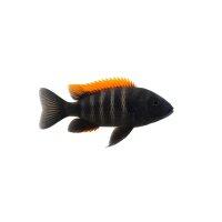 FISCH Zierfisch Otoph. Black Orange Dorsal 6-7 DNZ