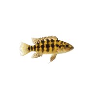 FISCH Zierfisch Schachbrettcichlide WF M...