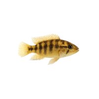 FISCH Zierfisch Crenicara filamentosa WF ML-L