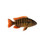FISCH Zierfisch Glühkohlen Maulbrüter ML-L...