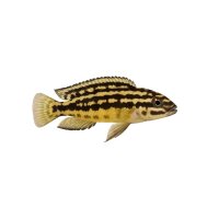 FISCH Zierfisch Julidochromis marlieri DNZ L