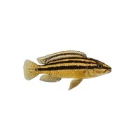 FISCH Zierfisch Julidochromis regani DNZ 5-6