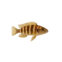 FISCH Zierfisch Neolamprologus cylindricus 4cm