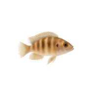 FISCH Zierfisch Lamprologus brichardi INZ ML