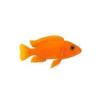 FISCH Zierfisch Lampro. leleupi Uvira T.Orange 3cm