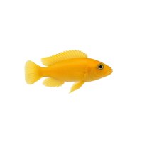 FISCH Zierfisch Lamprologus leleupi Gold L-XL DNZ