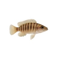 FISCH Zierfisch Lamprologus tretocephalus 4cm