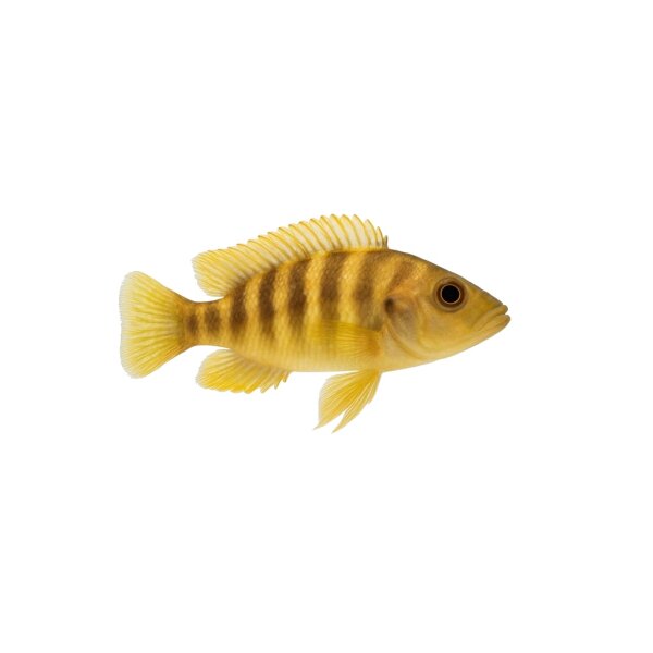 FISCH Zierfisch Lamprologus sexfasciatus Gold (Tanzania) 6-7cm