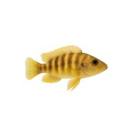 FISCH Zierfisch Lamprologus sexfasciatus Gold (Tanzania)...