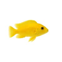 FISCH Zierfisch Labidochromis sp. Yellow Show