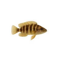 FISCH Zierfisch Lamprologus tetracanthus 8-10