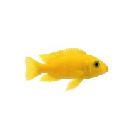 FISCH Zierfisch Labidochromis sp.Yellow L-XL