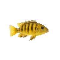 FISCH Zierfisch Labidochromis sp. Hongi 6-7