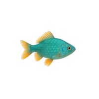 FISCH Zierfisch Türkis Goldbarsch 3-4