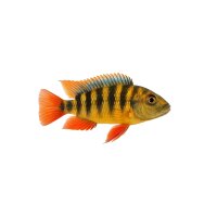 FISCH Zierfisch Afrik. Cichliden Mix DNZ 4-6