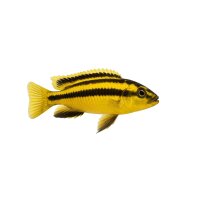 FISCH Zierfisch Melanochromis auratus DNZ Show