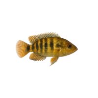 FISCH Zierfisch Gl&auml;nz.Zwergbuntbarsch ML (Nannancara...