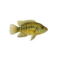 FISCH Zierfisch Nannacara anomala DNZ L