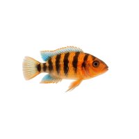 FISCH Zierfisch Afr.Schmetterlingsbuntbarsch ML