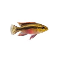 FISCH Zierfisch Pelvicachro. pulcher DNZ L