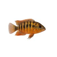 FISCH Zierfisch Messerbuntbarsch DNZ 5-6