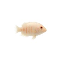 FISCH Zierfisch Albino Messerbuntbarsch DNZ7-8