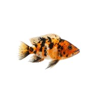 FISCH Zierfisch Calico Messerbuntbarsch 8-10