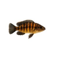 FISCH Zierfisch Boadzulu Maulbrüter DNZ 5-6