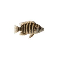 FISCH Zierfisch Zebra-Tilapie NZ 5cm (Hetero)Tilapia...